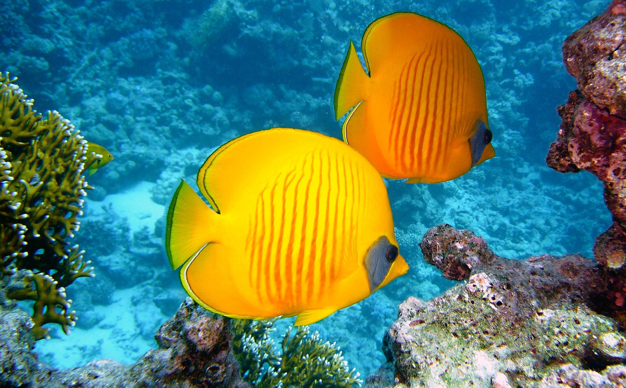 The Untouched Beauty of Australia’s Ningaloo Reef